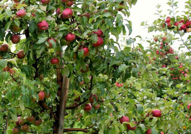 Apple-tree columnar Legend: variety description, photos, reviews, pollinators, height