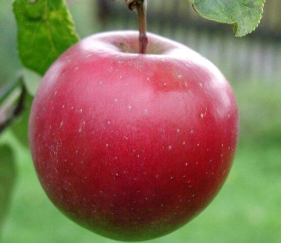 Apple-tree columnar Legend: variety description, photos, reviews, pollinators, height