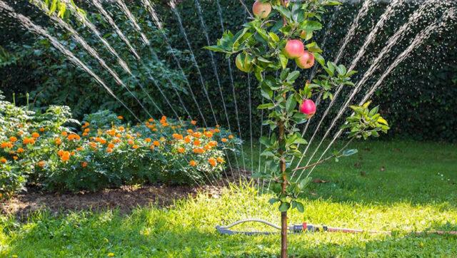 Apple-tree columnar Legend: variety description, photos, reviews, pollinators, height