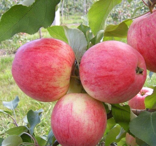 Apple-tree columnar Legend: variety description, photos, reviews, pollinators, height