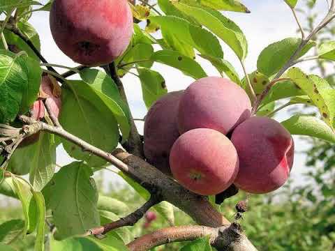 Apple-tree columnar Legend: variety description, photos, reviews, pollinators, height