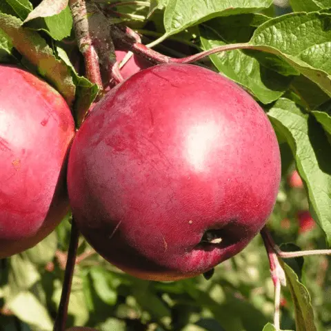 Apple tree Darunok (Darunak): description, photo, self-fertility, reviews of gardeners