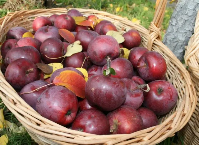 Apple tree Darunok (Darunak): description, photo, self-fertility, reviews of gardeners