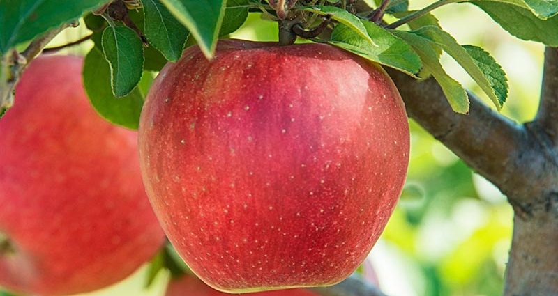 Apple tree Delight: description of the variety, planting and caring for it