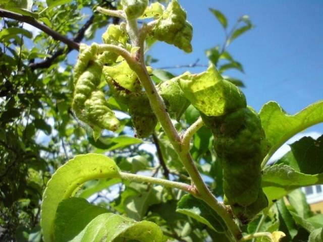 Apple Tree Dream