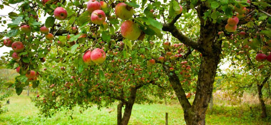 Apple Tree Dream