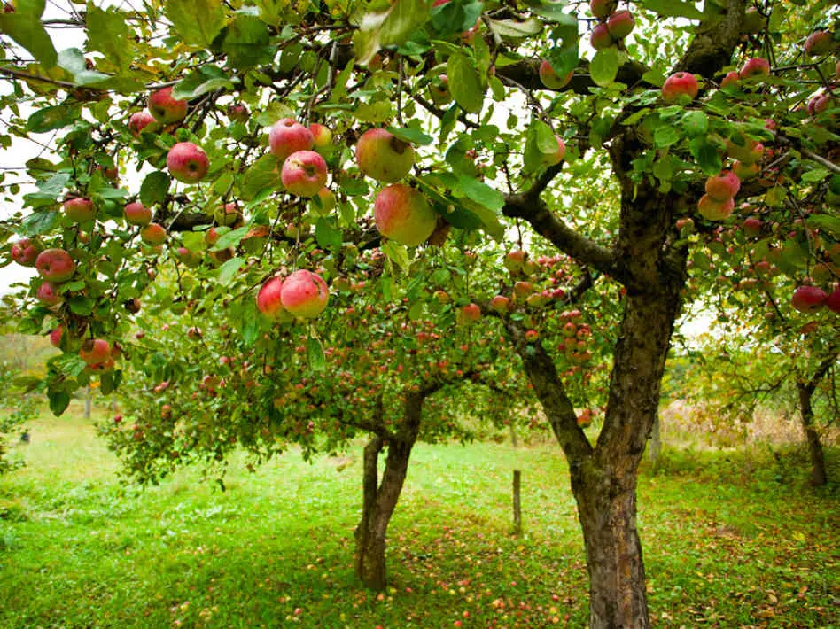 Apple Tree Dream