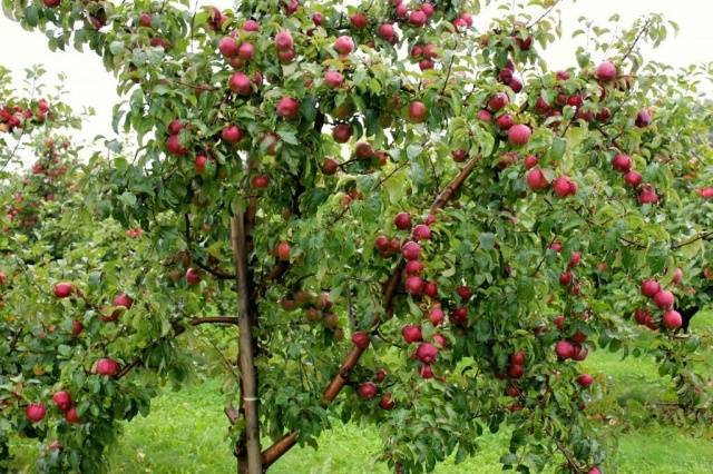 Apple tree Elena