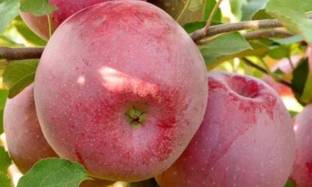 Apple tree Florina