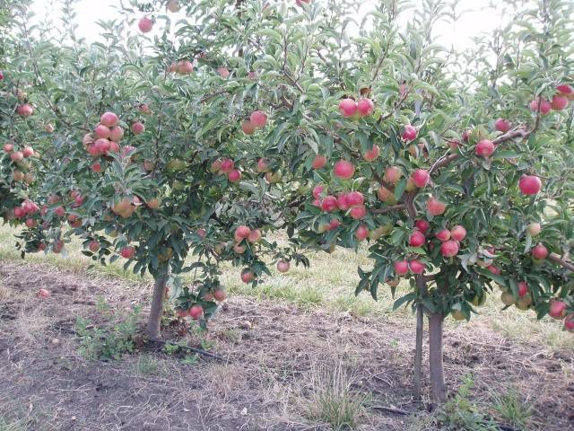 Apple tree Florina