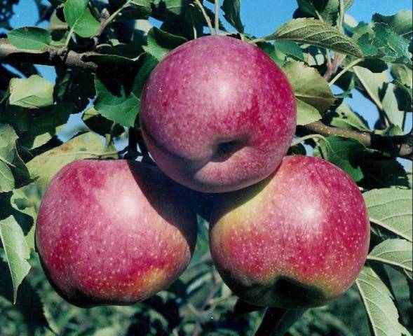 Apple tree Florina – Healthy Food Near Me