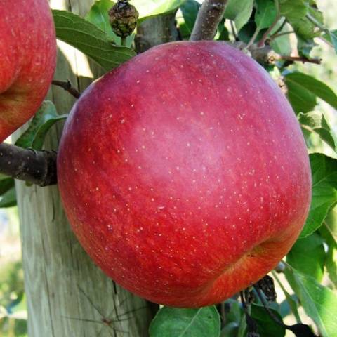 Apple tree Florina