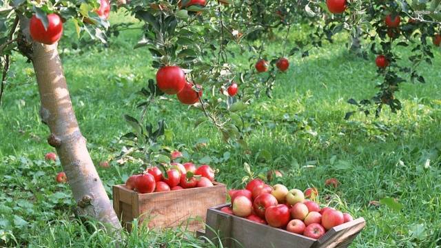 Apple tree Florina