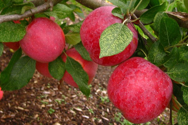 Apple tree Florina