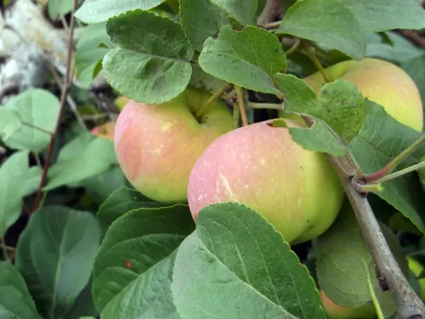 Apple tree Gift for gardeners: description, care and yield