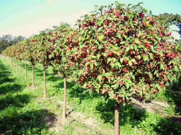 Apple tree Gift for gardeners: description, care and yield