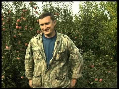 Apple tree Gift for gardeners: description, care and yield