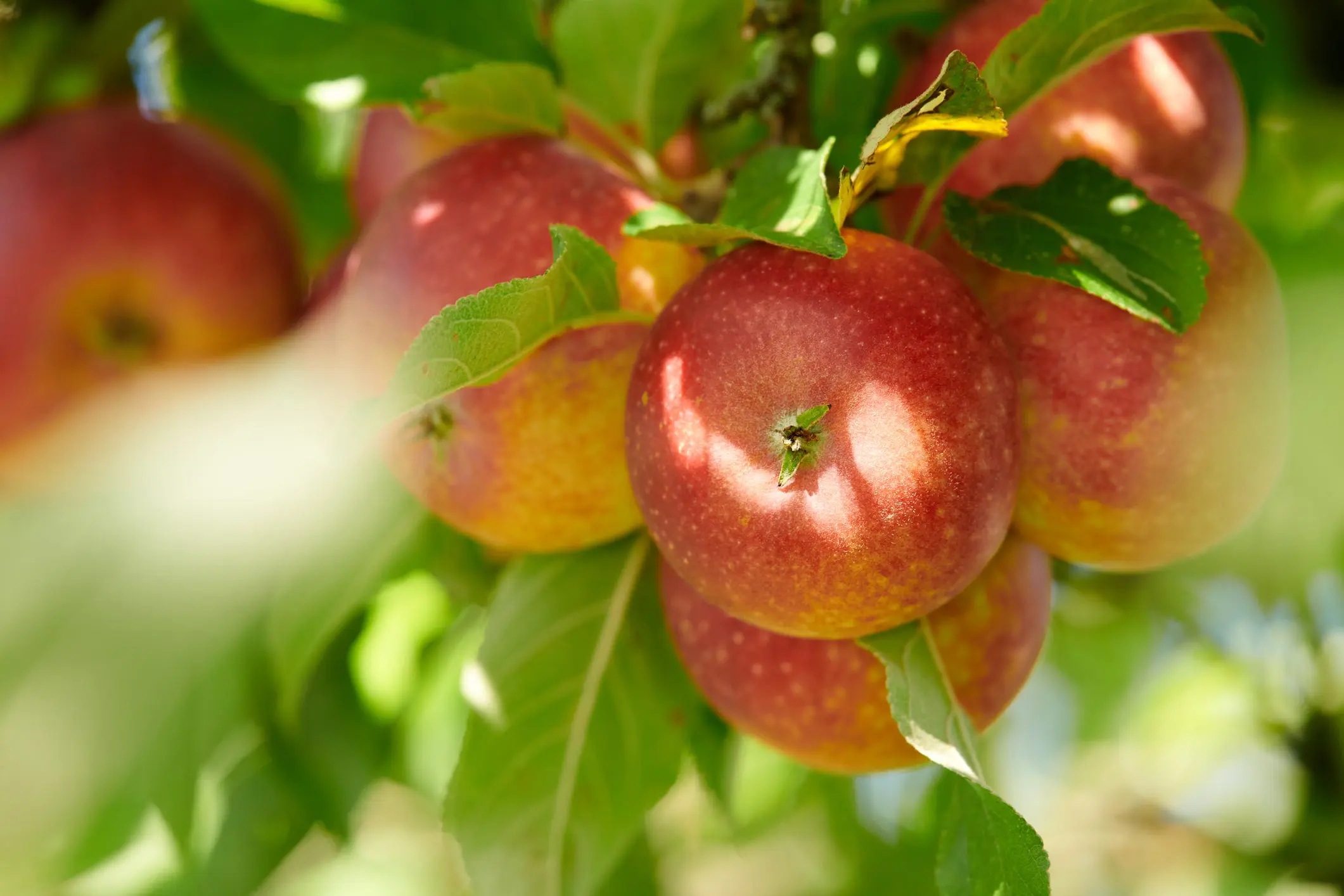 Apple tree Gift for gardeners: description, care and yield