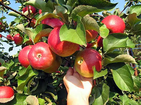 Apple tree Gift to the Count: advantages and disadvantages of the variety