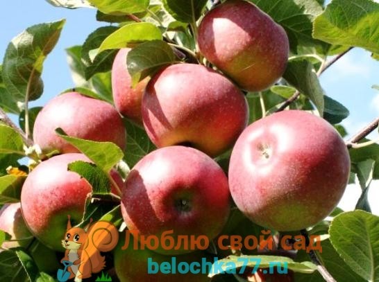 Apple tree &#8220;Gift to the Count&#8221;: advantages and disadvantages of the variety