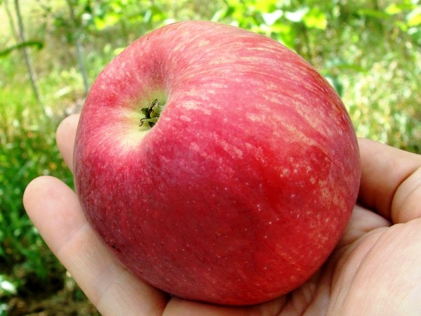 Apple tree glory to the winners: description and advantages