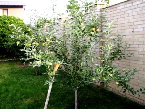 Apple tree glory to the winners: description and advantages