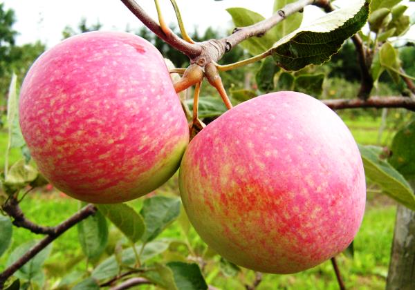 Apple tree glory to the winners: description and advantages