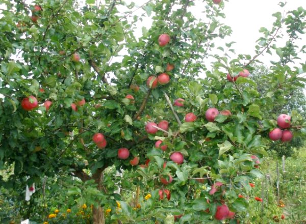 Apple tree glory to the winners: description and advantages