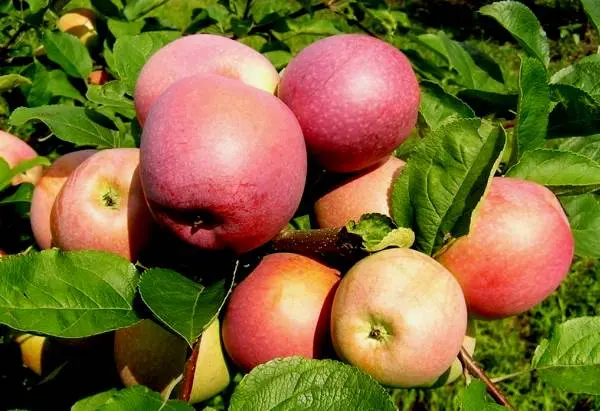 Apple tree glory to the winners: description and advantages