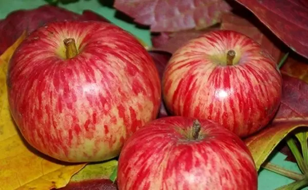 Apple tree glory to the winners: description and advantages