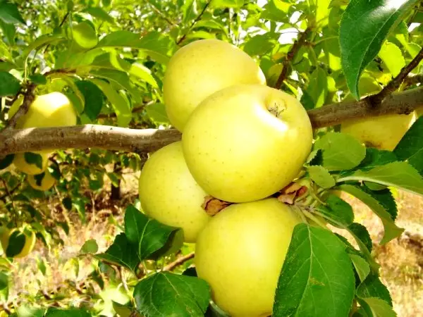 Apple tree Golden Delicious: description and advantages of the variety