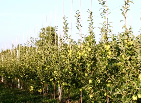 Apple tree Golden Delicious: description and advantages of the variety