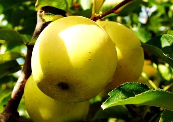 Apple tree Golden Delicious: description and advantages of the variety