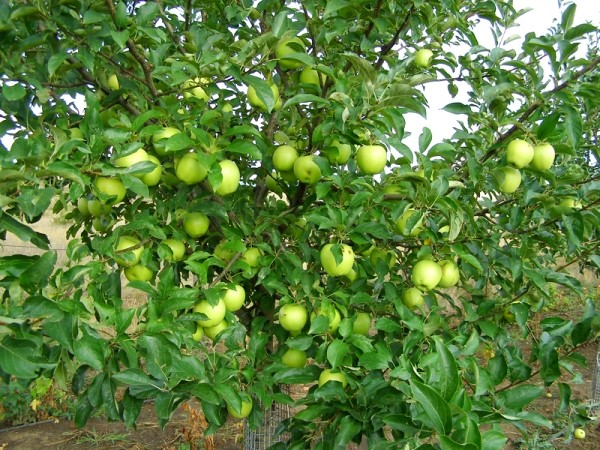 Apple tree Golden Delicious: description and advantages of the variety