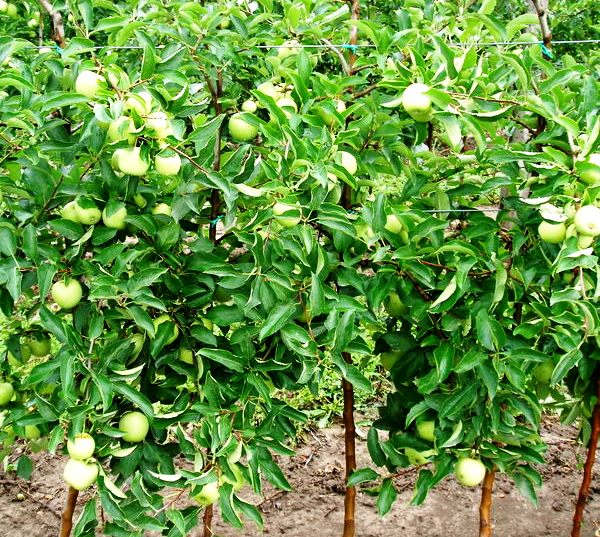 Apple tree Golden Delicious: description and advantages of the variety