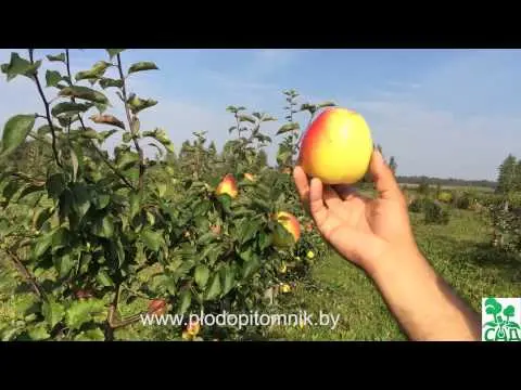 Apple tree Golden Delicious: description and advantages of the variety