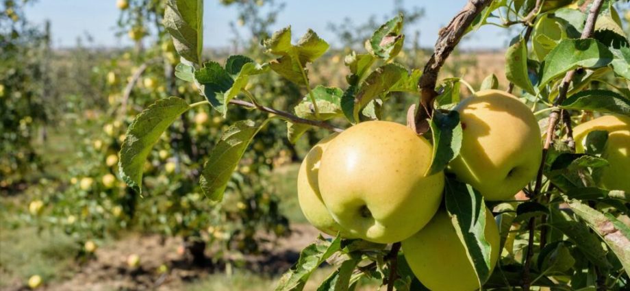 Apple tree Golden Delicious: description and advantages of the variety