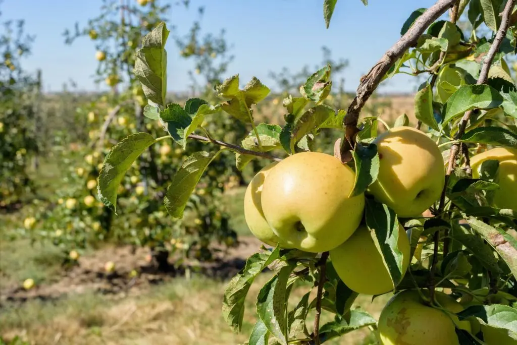 Apple tree Golden Delicious: description and advantages of the variety