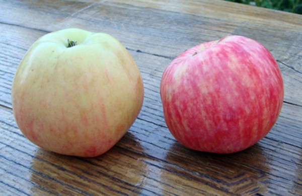 Apple tree Grushovka Moscow: description, characteristics, yield