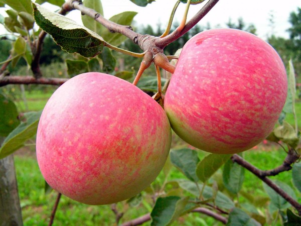 Apple tree Grushovka Moscow: description, characteristics, yield