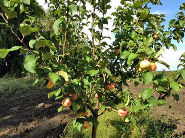 Apple tree Grushovka Moscow: description, characteristics, yield