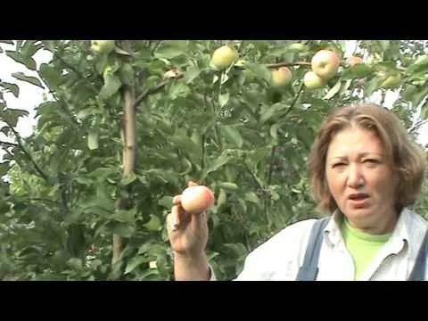 Apple tree Grushovka Moscow: description, characteristics, yield