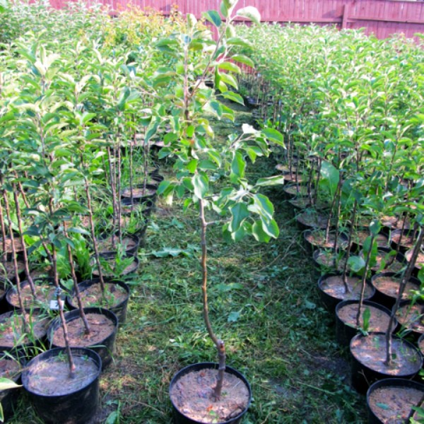 Apple tree Grushovka Moscow: description, characteristics, yield