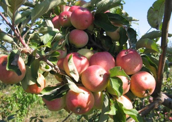 Apple tree Grushovka Moscow: description, characteristics, yield