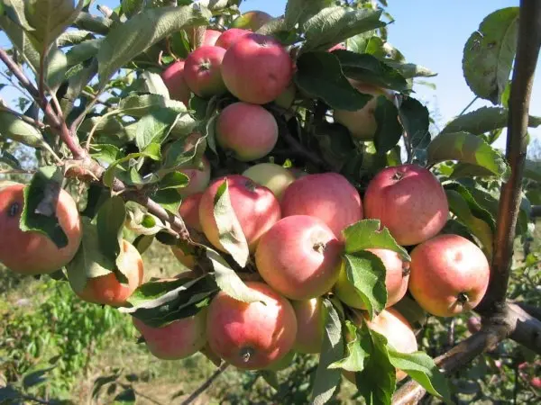 Apple tree Grushovka Moscow: description, characteristics, yield