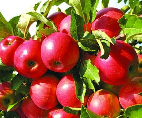 Apple tree Idared: description, photo, reviews