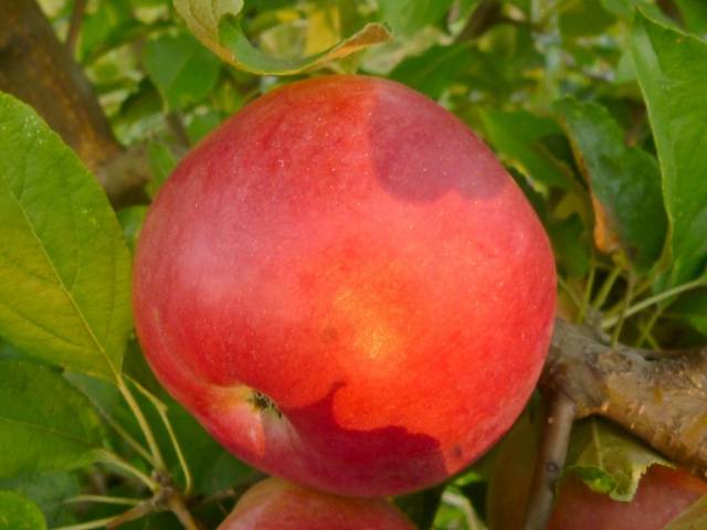 Apple tree Idared: description, photo, reviews