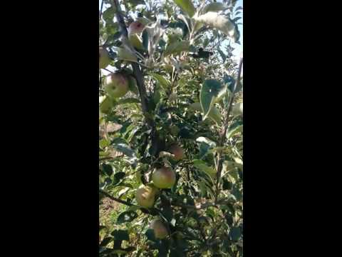 Apple tree Idared: description, photo, reviews