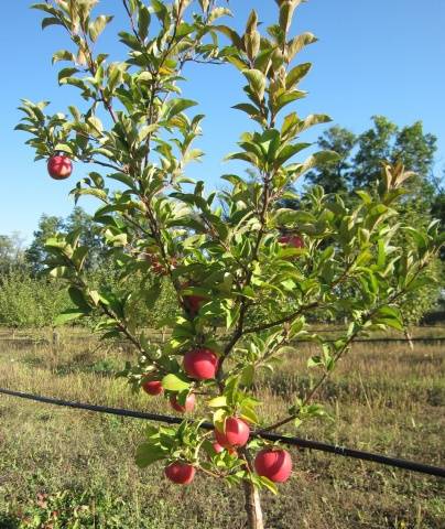 Apple tree Idared: description, photo, reviews