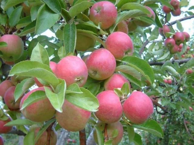 Apple tree Idared: description, photo, reviews